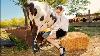 Cow Transport Like Never Before Massive Tractors U0026 Dairy Farm Girls